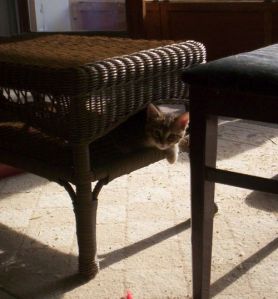 Scottie, a little bit older, out in the sun room last summer.