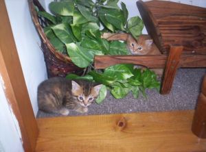 Scottie with her brother, Zellie, when they were just wee bonnie babes. Scottie is the tabby. Zellie was only one of two kittens that actually got adopted.