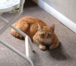 And a much promised photo of a cat -- this is Tommy