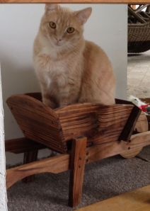 Weenie in teh wheelbarrow planter