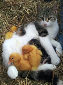 Apparently cats also feed ducks!!