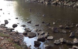 Mallards in among the rocks