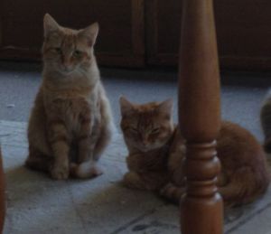 Tom and Huckleberry, in the sun room a few minutes ago!