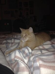 Weenie, relaxing on my bed last night!