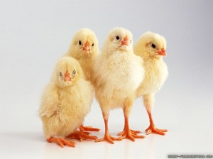 Spring chickens -- hey, they look a lot like YOU!!