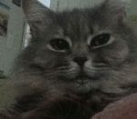 Getting ready to say goodbye to Fluffy