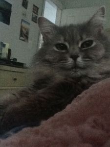 Fluffy on my bed.