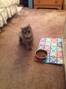 Fluffy, out of bed by herself!