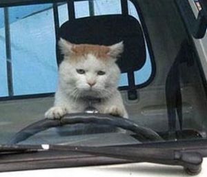 catdriving