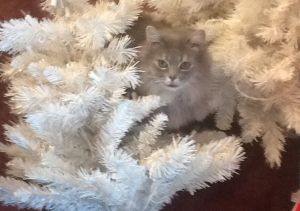 Fluffy at Christmas, about 6 years ago.