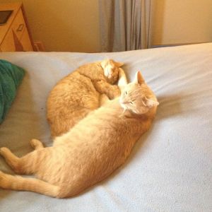 Huckleberry sleeping with Weenie's paw on her head.