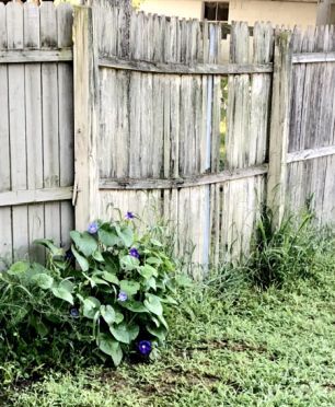 Good Morning, Little Glories!!